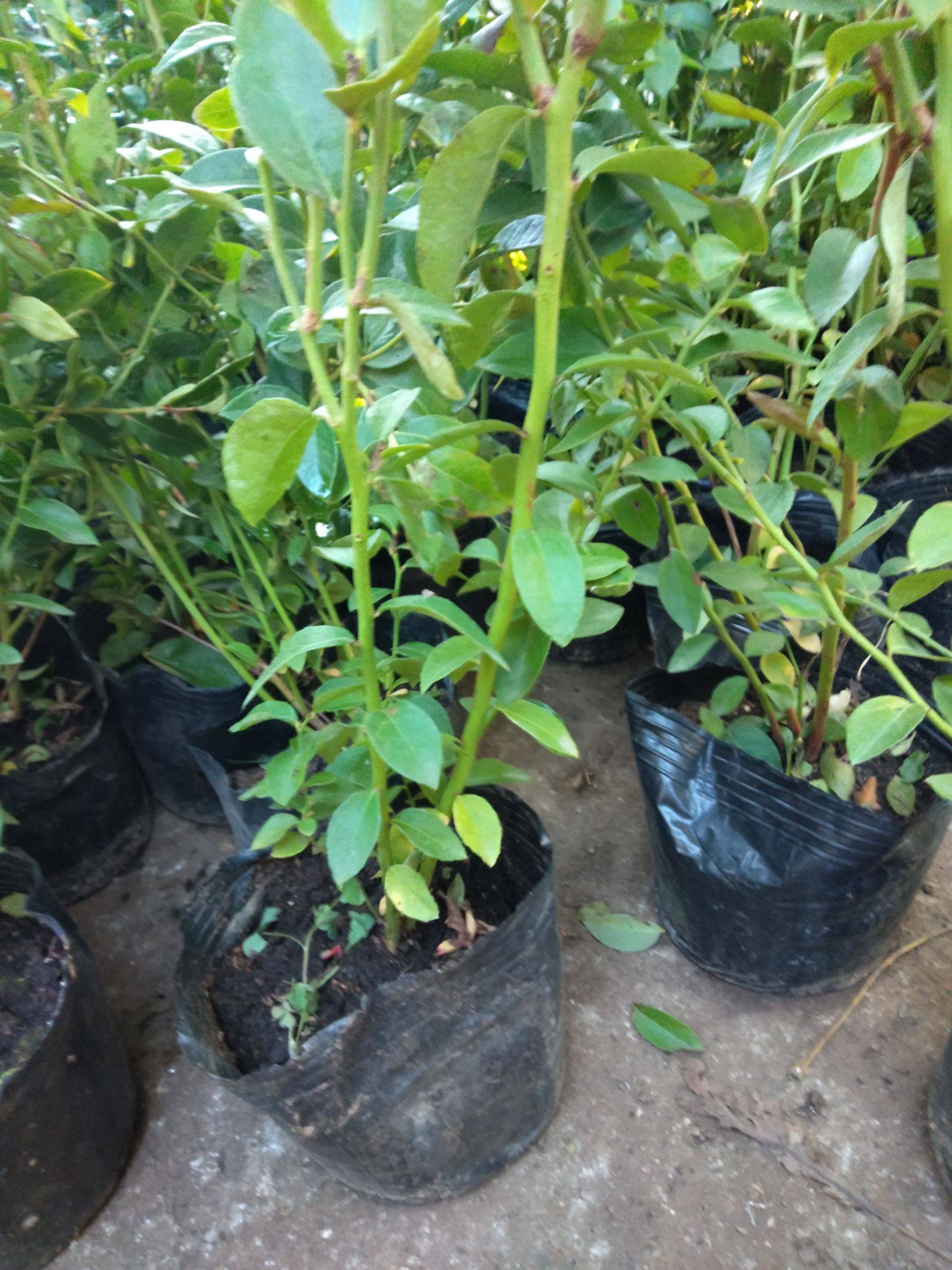 脫毒天后藍(lán)莓苗詳情介紹天后藍(lán)莓苗種植要求