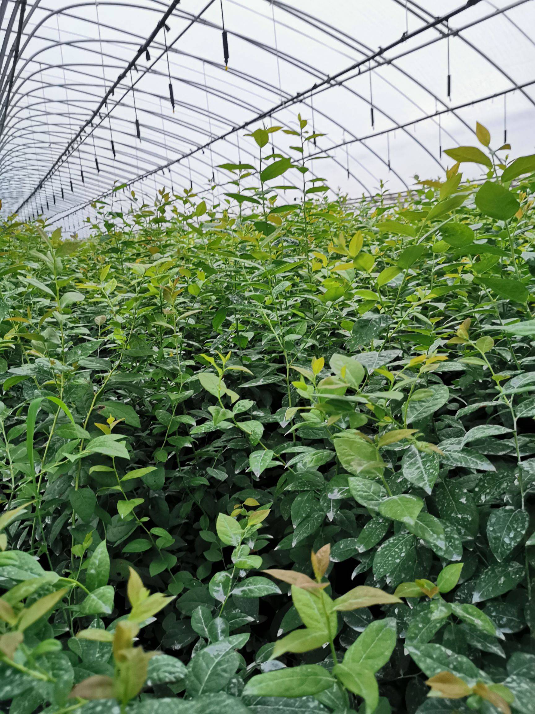 大果型天后藍(lán)莓苗種植基地天后藍(lán)莓苗修剪培訓(xùn)