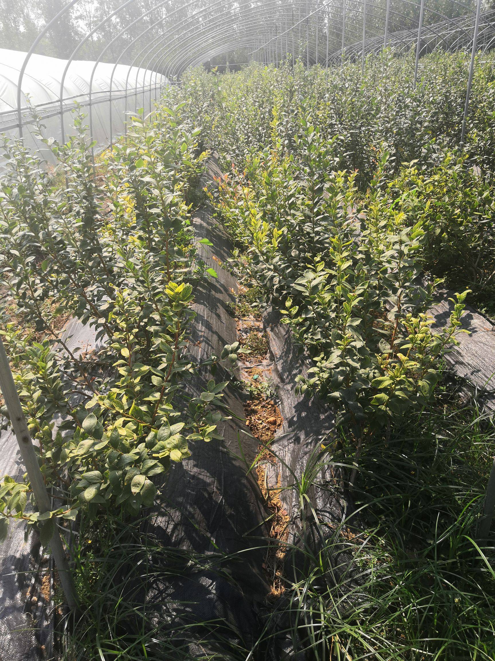 營養(yǎng)杯天后藍莓苗栽種時間天后藍莓苗需冷量