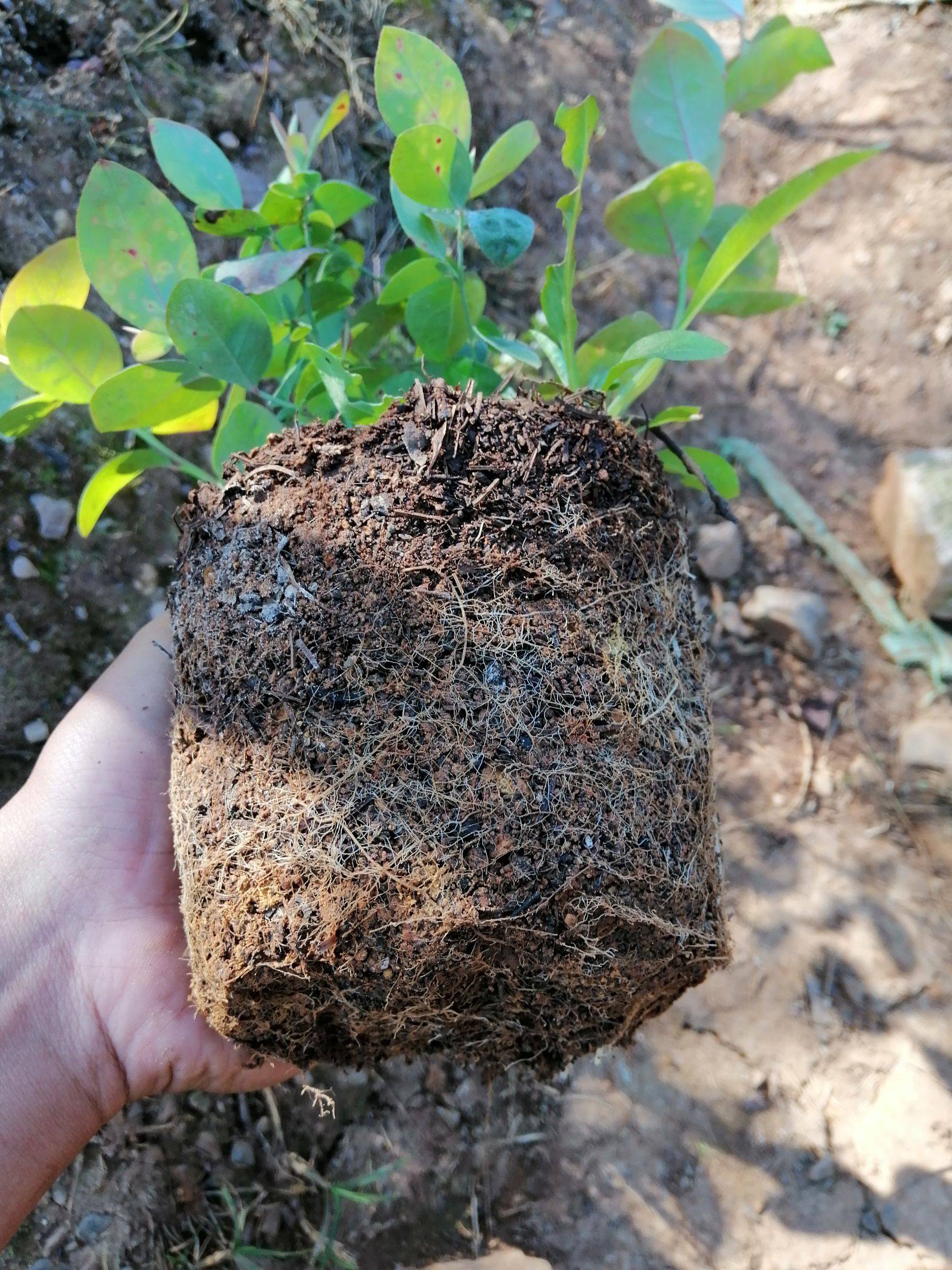 營養(yǎng)杯天后藍莓苗批發(fā)價格天后藍莓樹苗品種