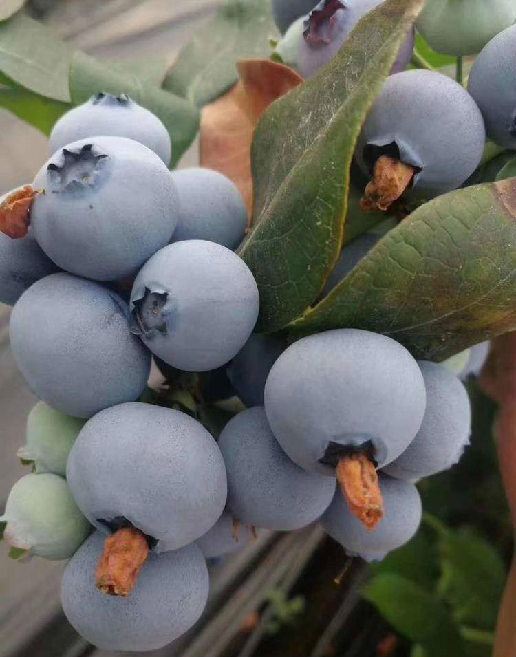 营养钵天后蓝莓苗栽种时间天后蓝莓苗修剪培训