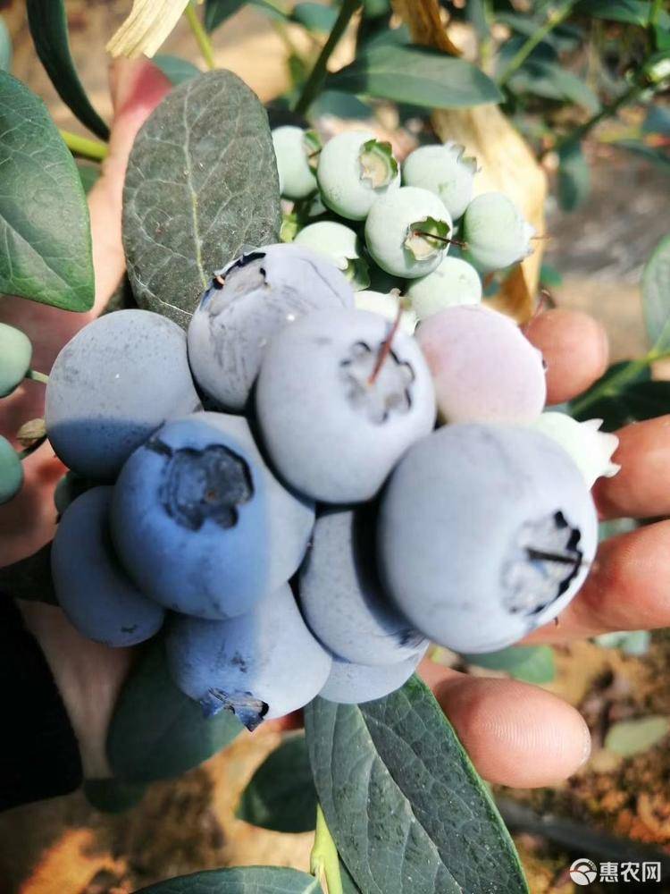 大果天后藍莓苗圖文詳情天后藍莓苗死苗免費補發(fā)