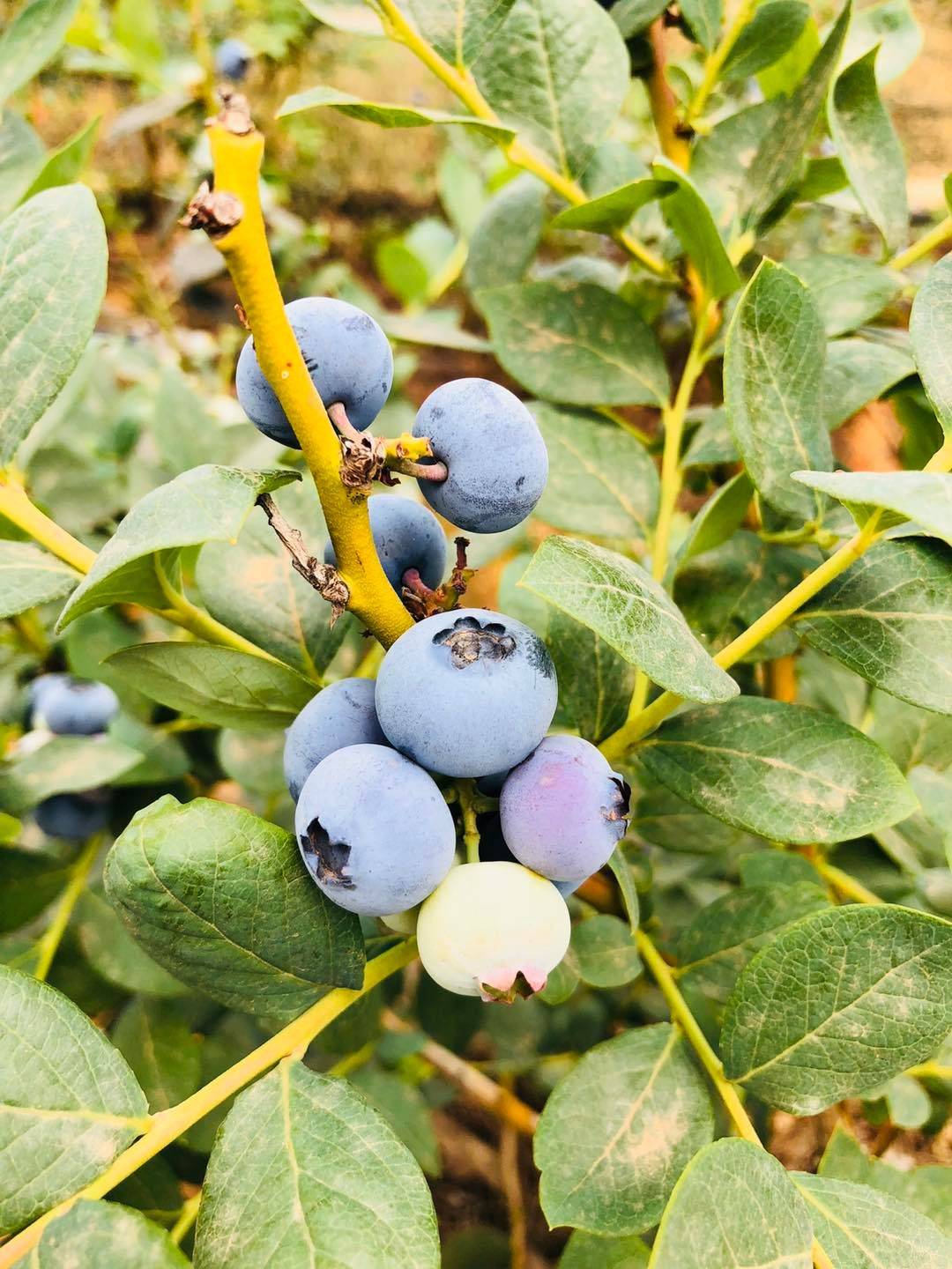遼寧天后藍莓苗種植技術天后藍莓樹苗適應地區(qū)