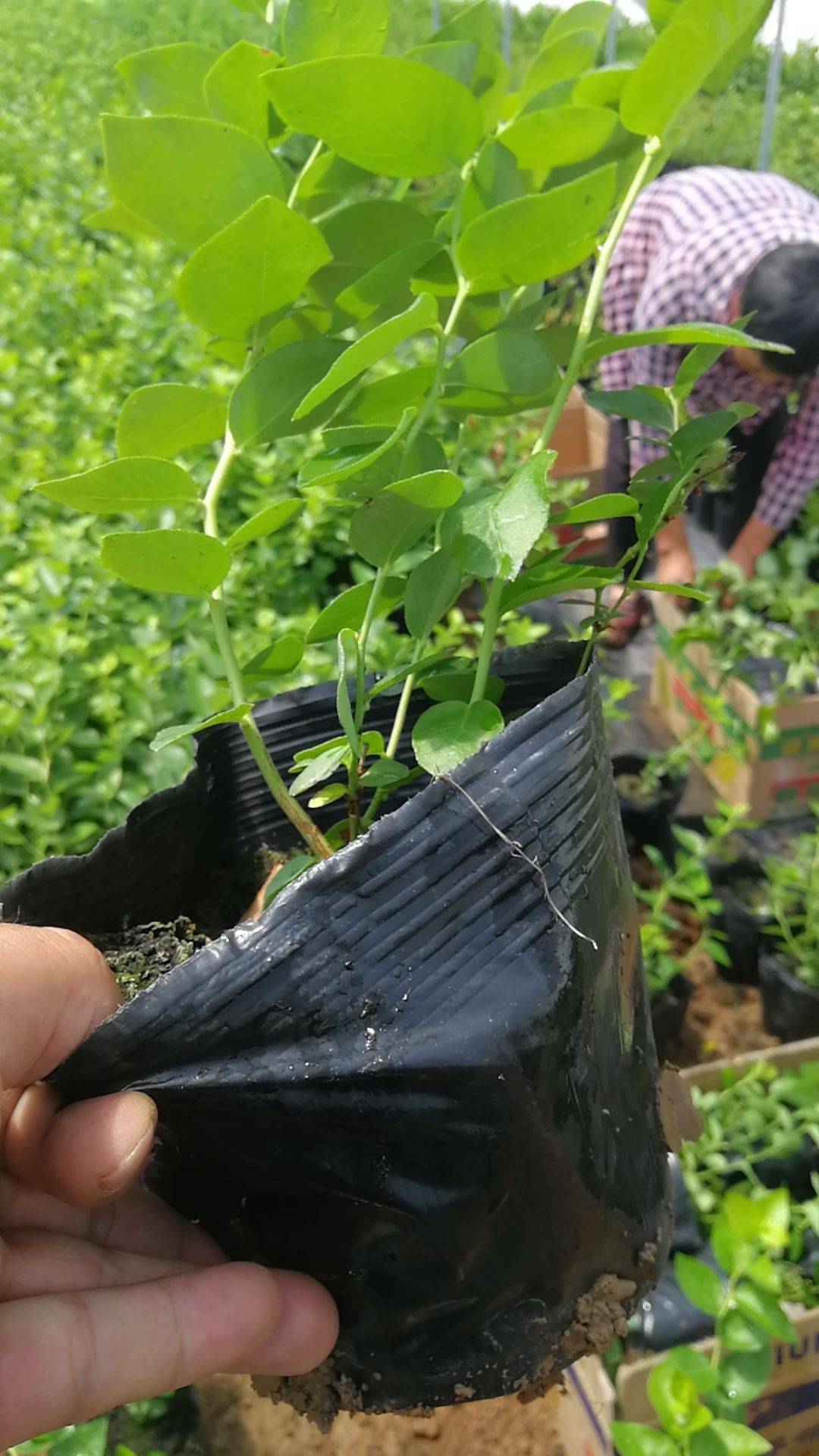 遼寧天后藍莓苗種植技術天后藍莓苗苗木粗壯