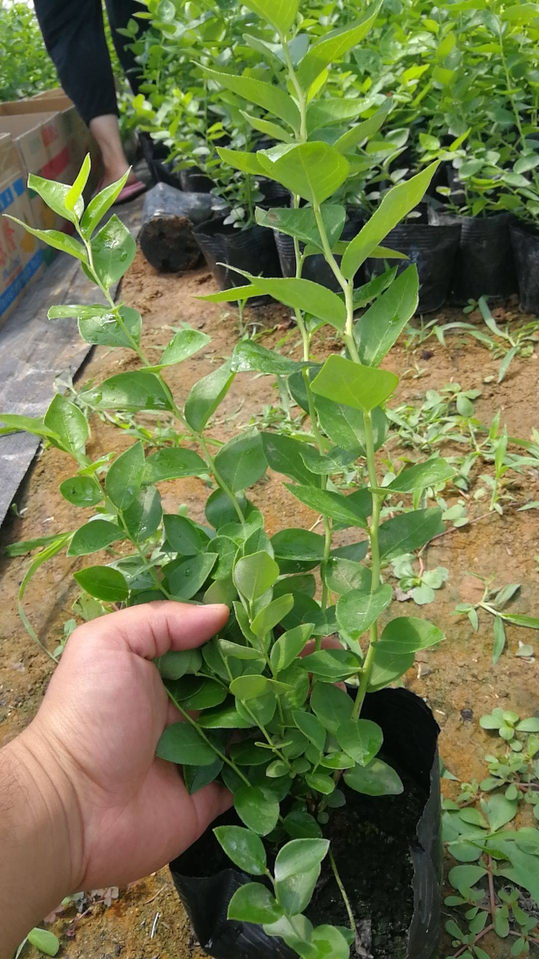組培脫毒天后藍莓苗種植技術(shù)天后藍莓苗露天管理技術(shù)