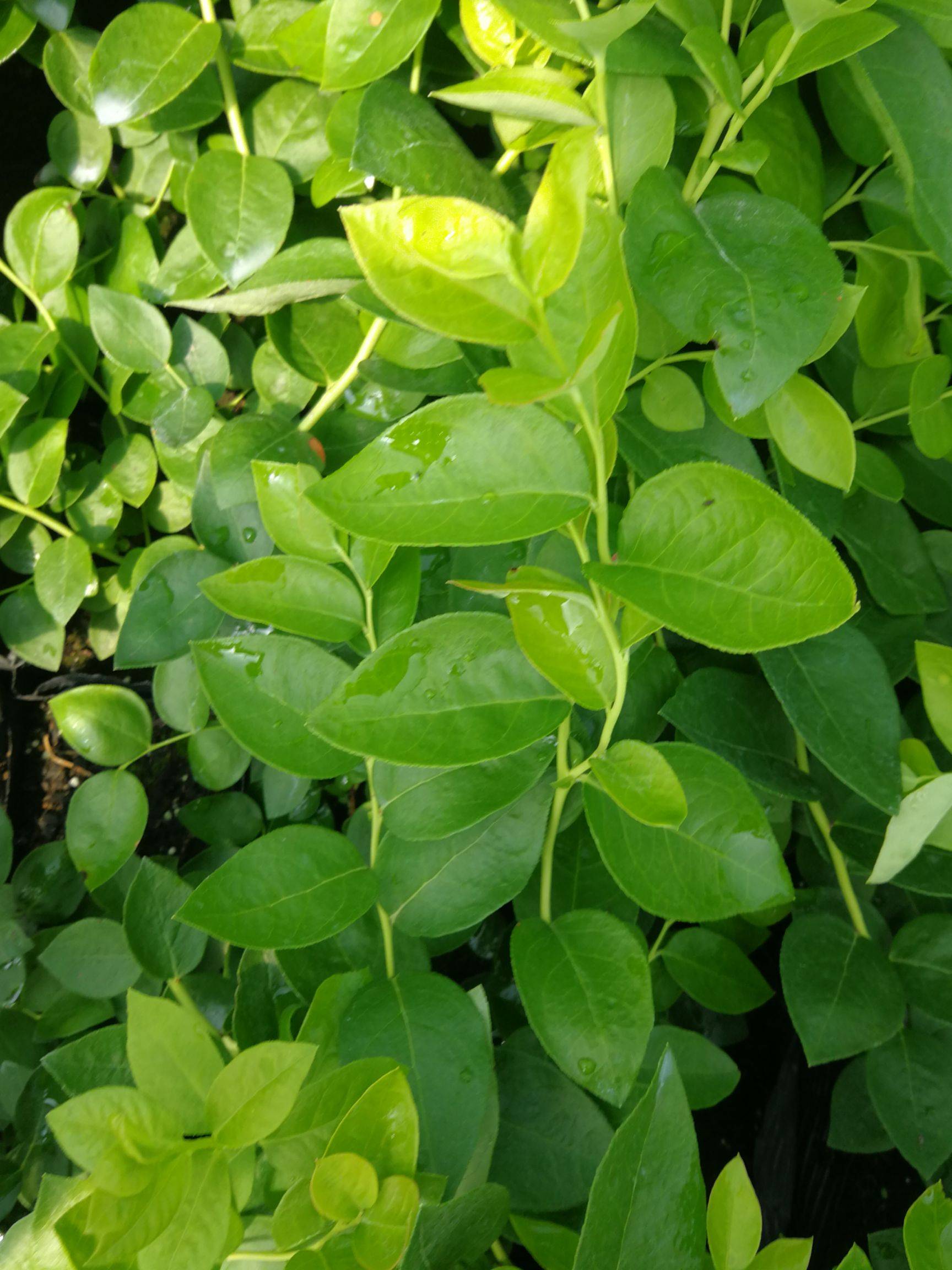天后藍(lán)莓樹(shù)苗圖文詳情天后藍(lán)莓苗需冷量
