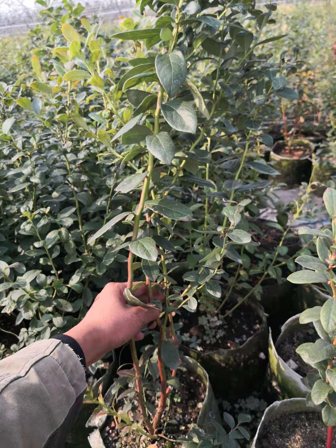 極早熟天后藍莓苗今日報價天后藍莓苗種植要求