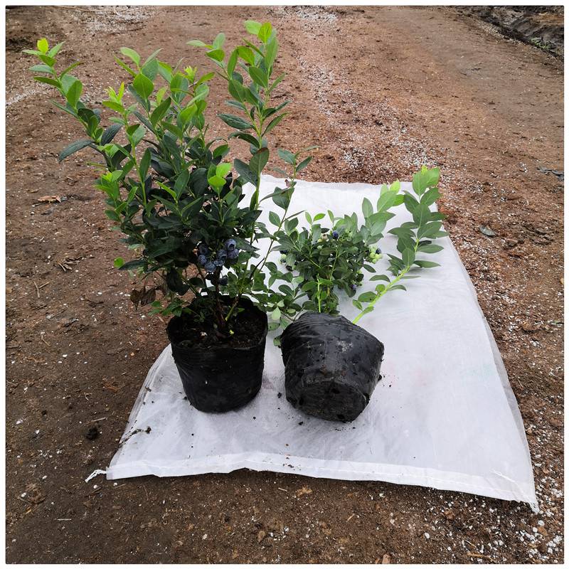 遼寧天后藍莓苗移栽季節(jié)天后藍莓苗根系發(fā)達