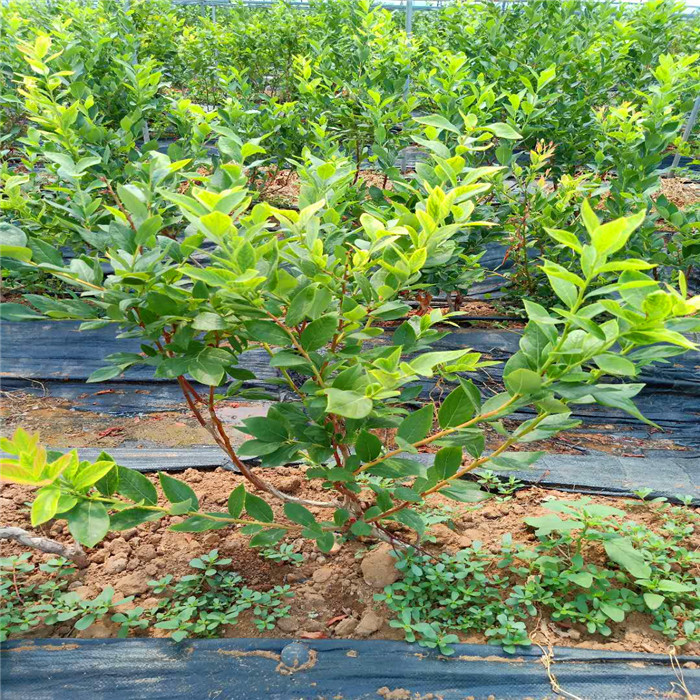 大果天后藍(lán)莓苗栽種時間天后藍(lán)莓苗種植距離