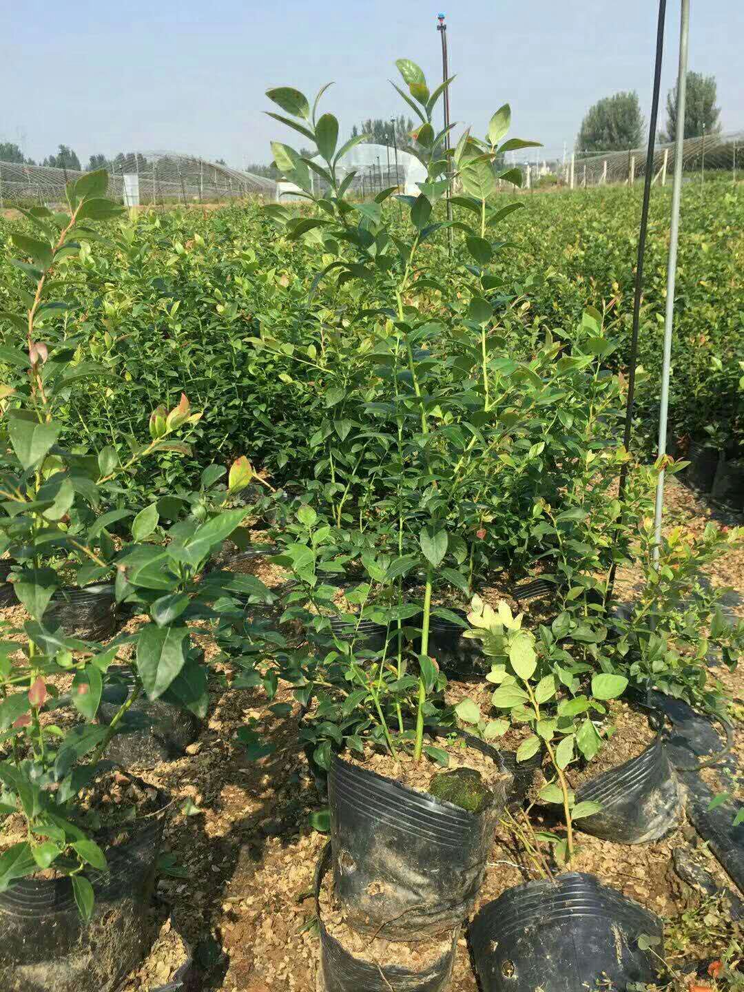 組培脫毒天后藍莓苗種植技術(shù)天后藍莓苗露天管理技術(shù)