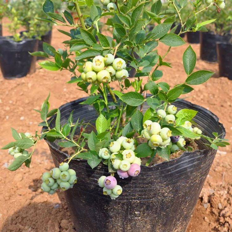 脫毒天后藍(lán)莓苗詳情介紹天后藍(lán)莓苗種植要求