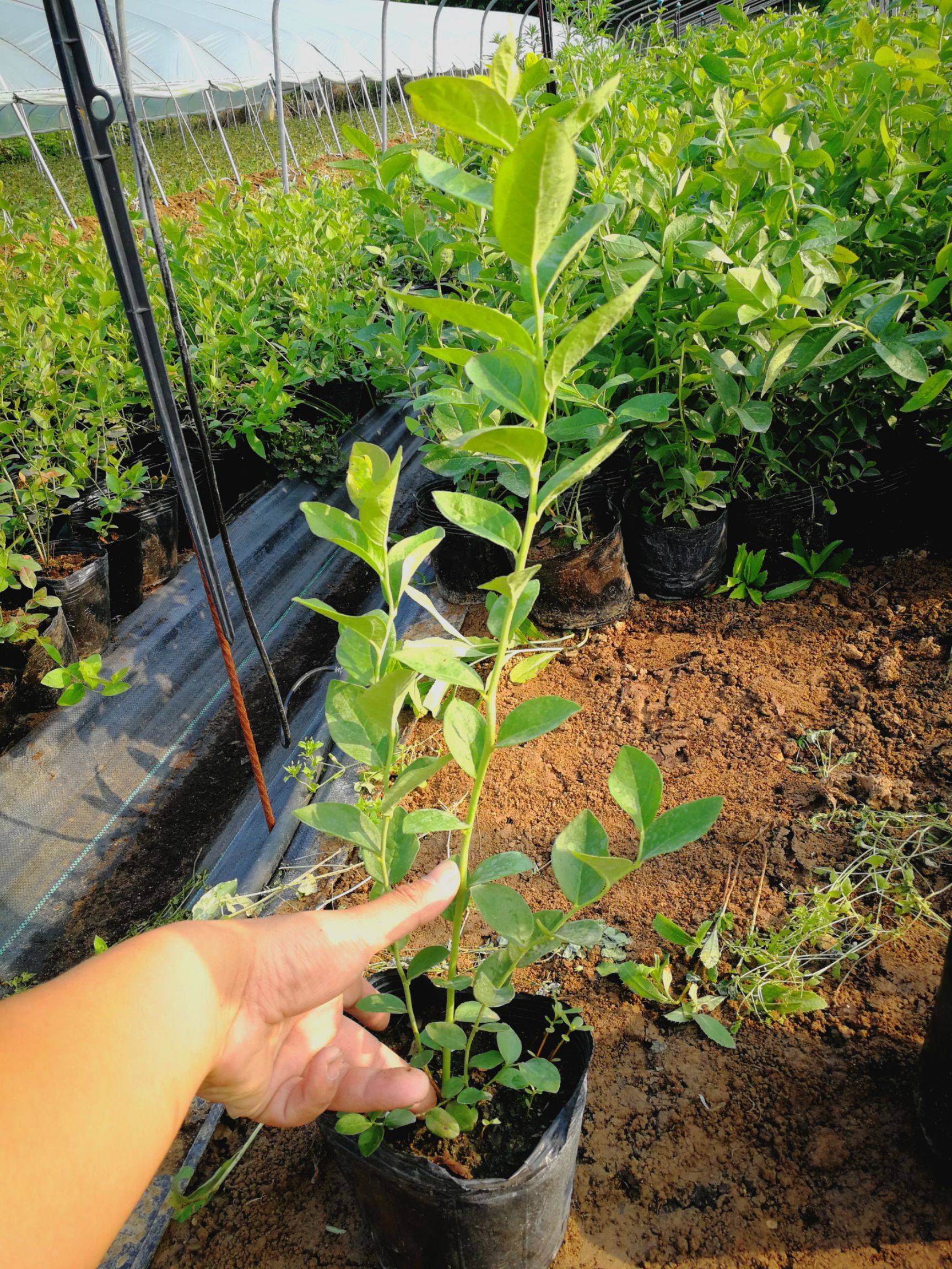 遼寧天后藍莓苗種植技術天后藍莓樹苗適應地區(qū)