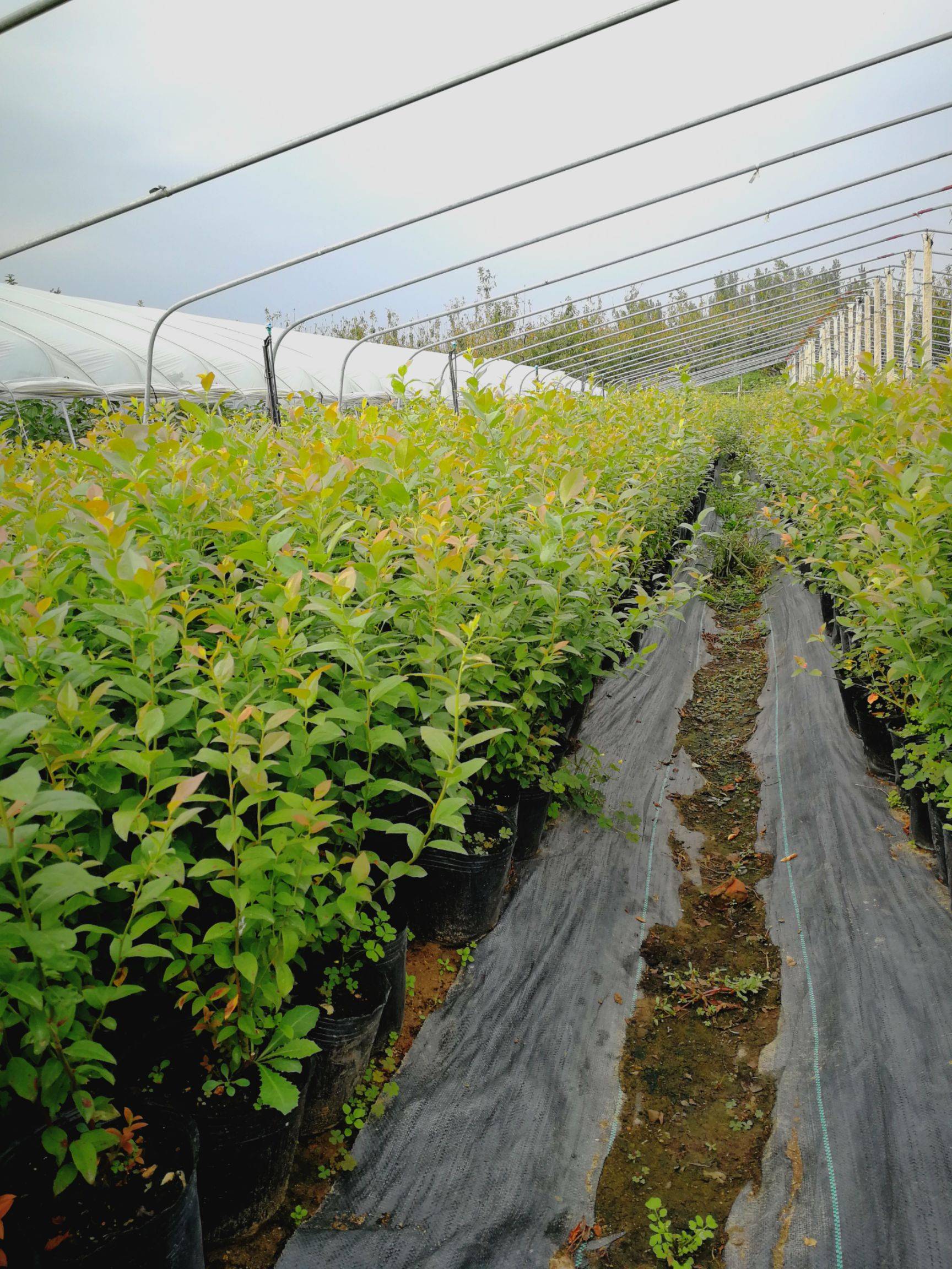 遼寧天后藍莓苗種植技術天后藍莓樹苗適應地區(qū)