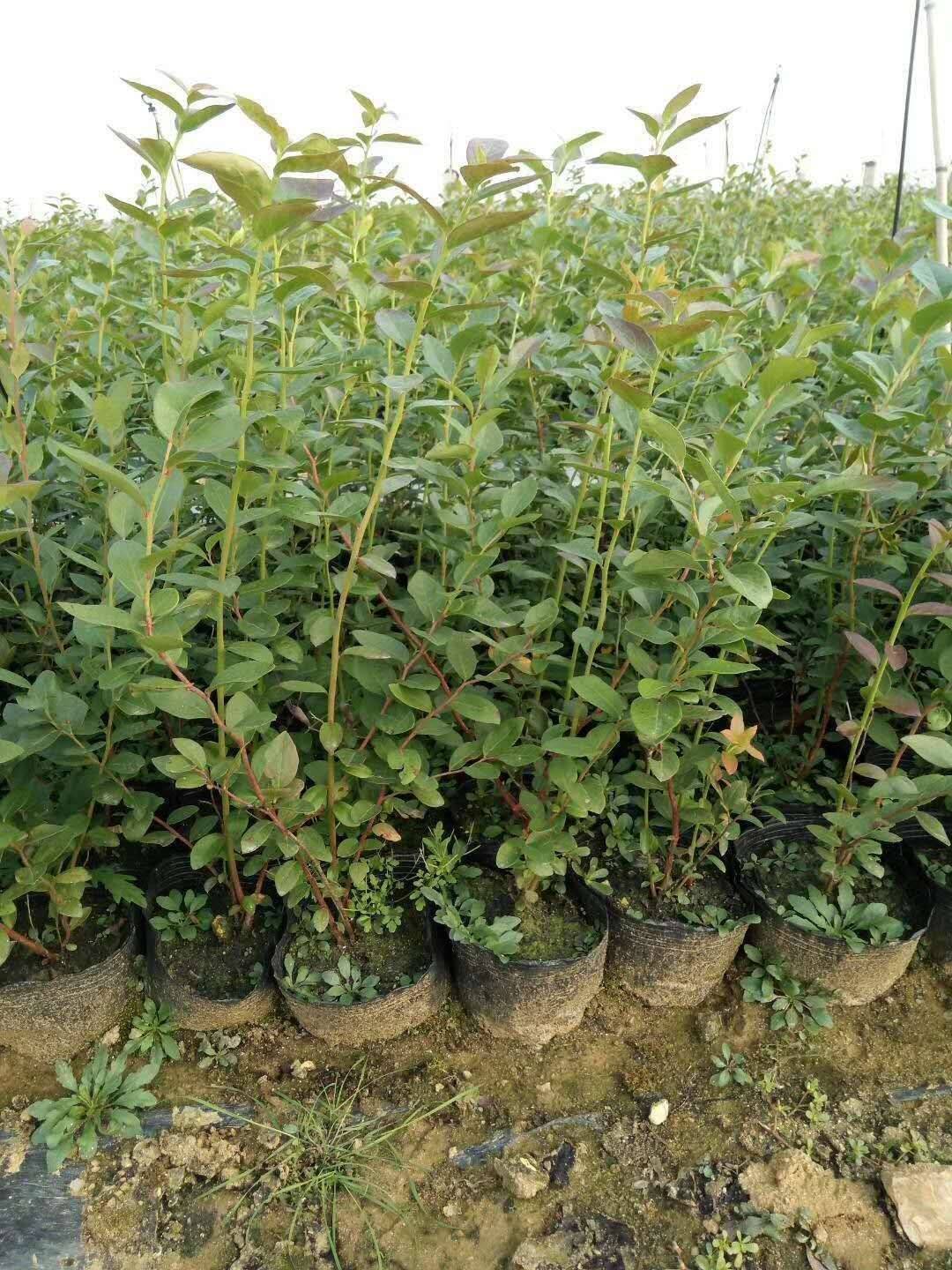 天后藍(lán)莓苗種植技術(shù)天后藍(lán)莓苗種植要求