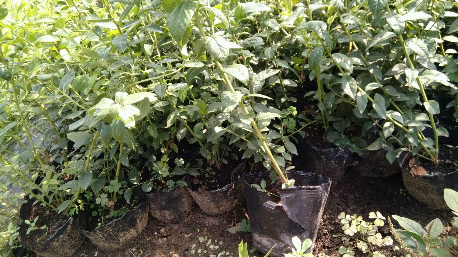 組培脫毒天后藍莓苗種植技術(shù)天后藍莓苗露天管理技術(shù)