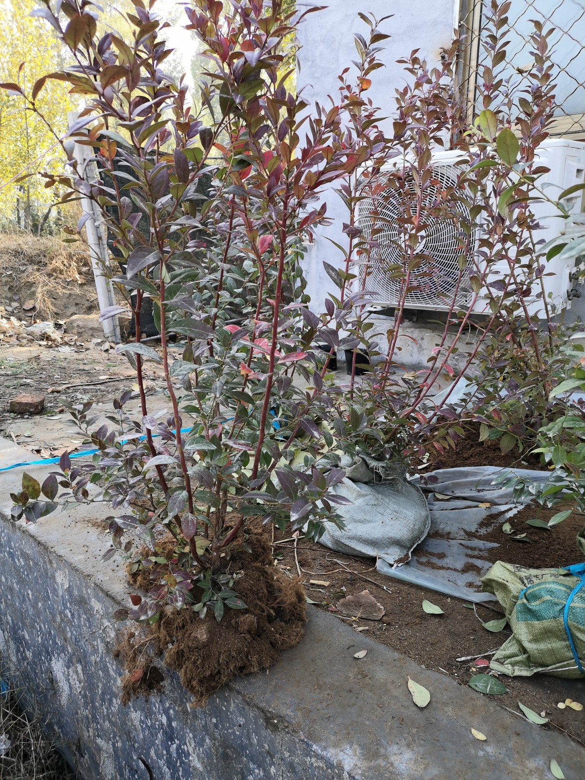 大果型天后蓝莓苗品种介绍天后蓝莓苗死苗免费补发