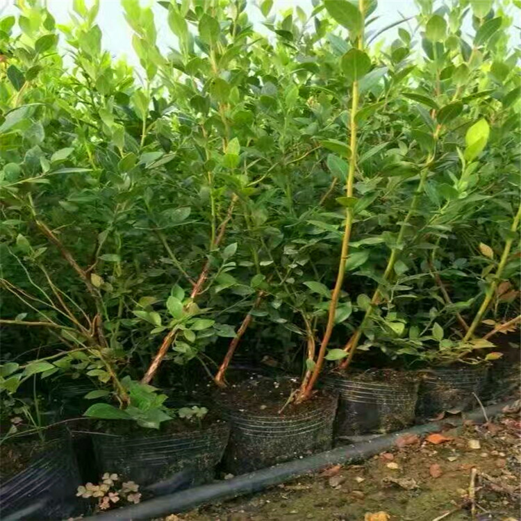 遼寧天后藍莓苗移栽季節(jié)天后藍莓苗根系發(fā)達