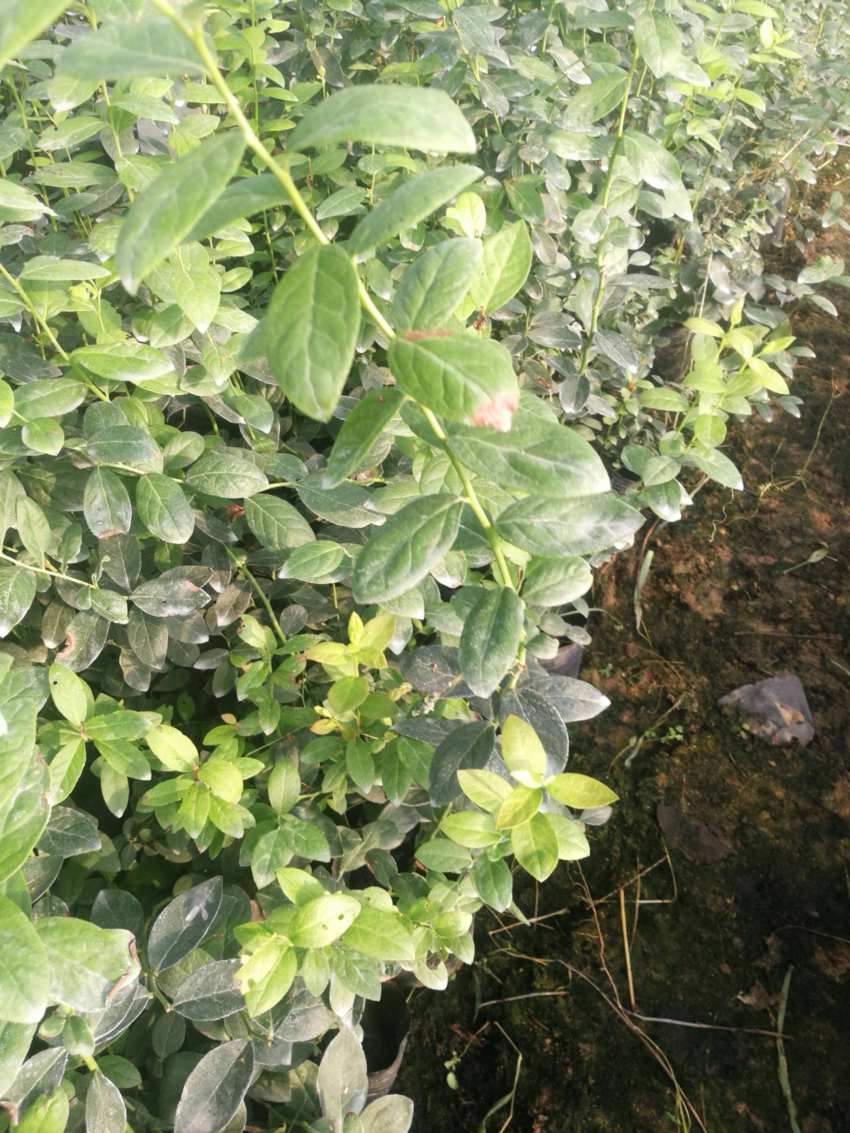 極早熟天后藍莓苗今日報價天后藍莓苗種植要求
