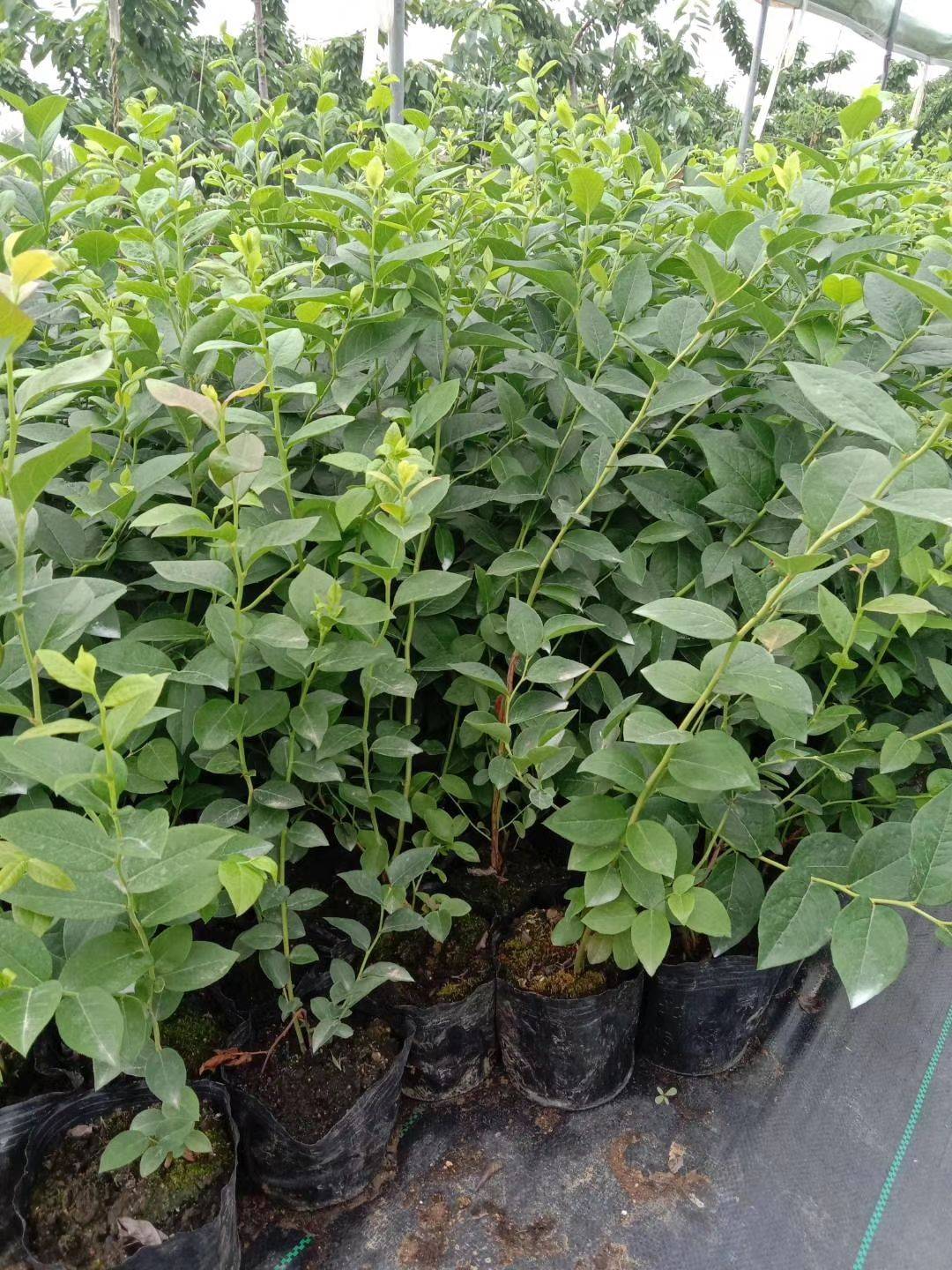大果天后藍(lán)莓苗圖片大全天后藍(lán)莓苗順豐包郵