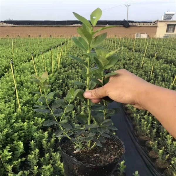 大果型天后蓝莓苗图片天后蓝莓树苗适应地区