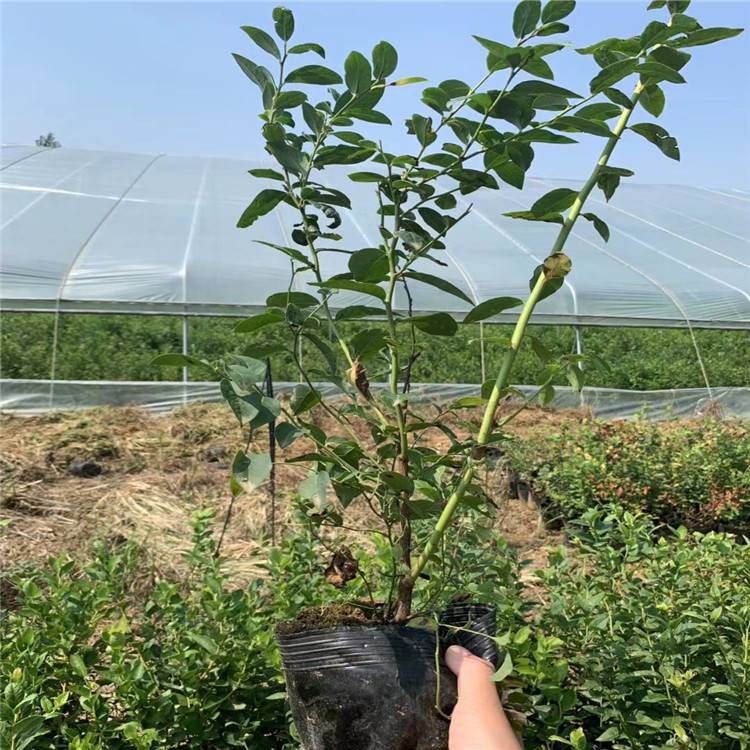 大果天后藍莓苗圖文詳情天后藍莓苗死苗免費補發(fā)