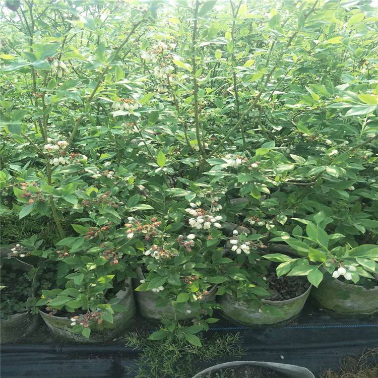 遼寧天后藍莓苗種植技術天后藍莓樹苗適應地區(qū)