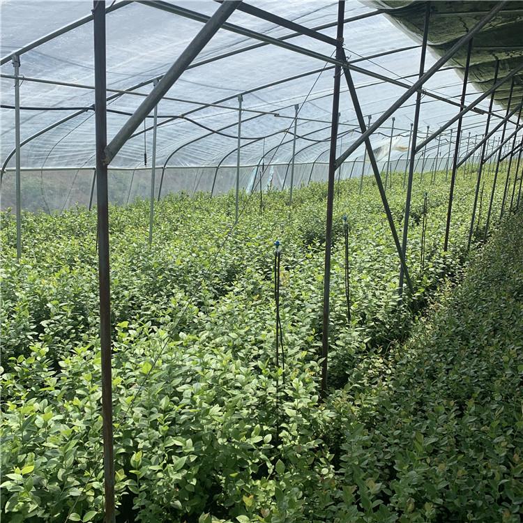 遼寧天后藍莓苗種植技術天后藍莓樹苗適應地區(qū)