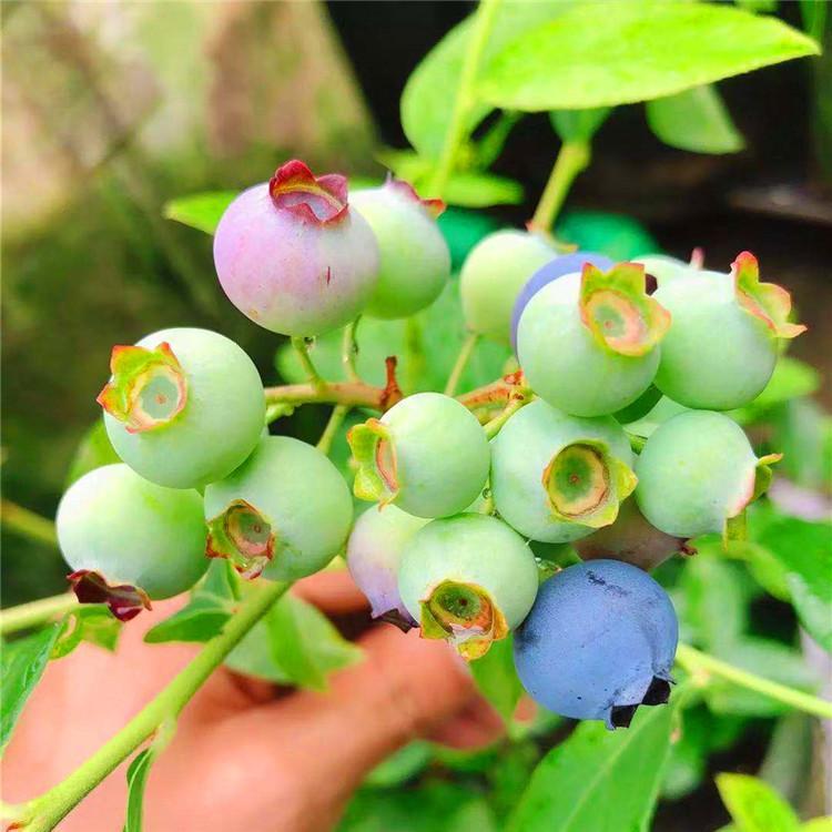大果型珠寶藍(lán)莓苗品種介紹珠寶藍(lán)莓苗種植要求