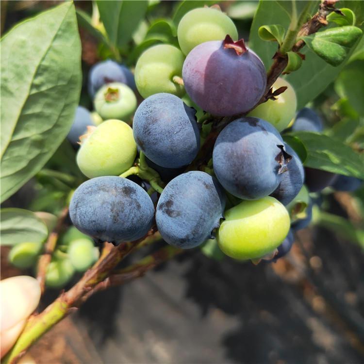 大果型珠寶藍(lán)莓苗品種介紹珠寶藍(lán)莓苗種植要求