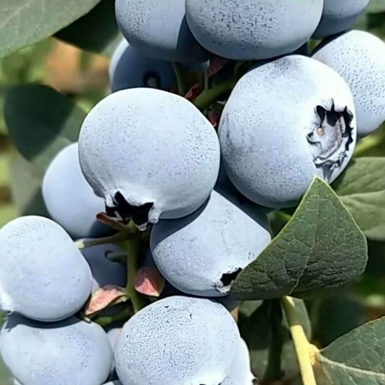 極早熟珠寶藍(lán)莓苗種植基地珠寶藍(lán)莓苗順豐包郵