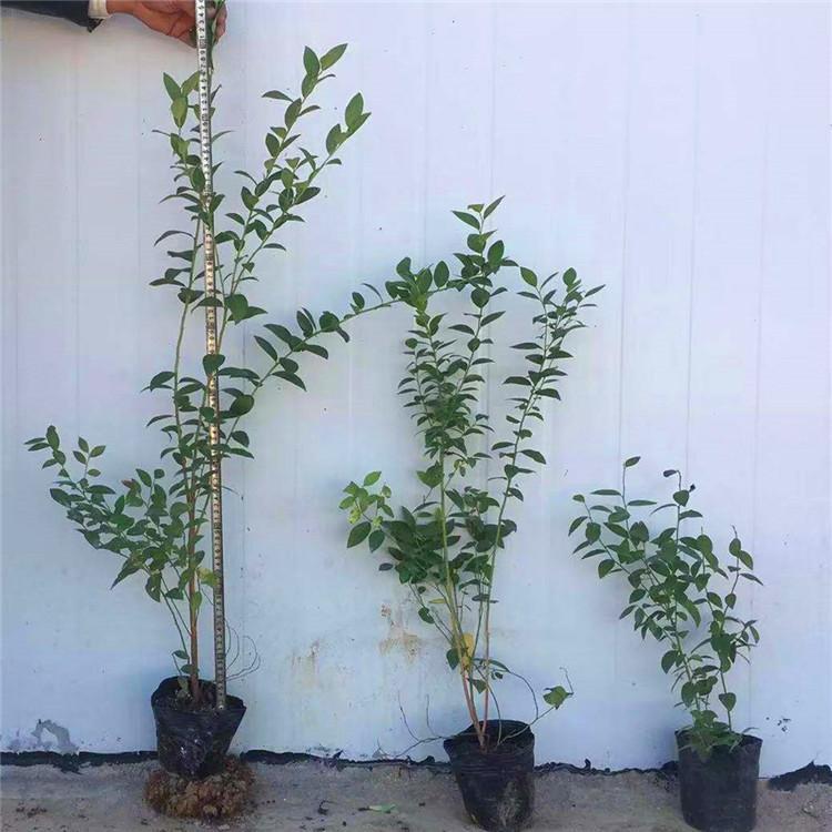 脫毒珠寶藍(lán)莓苗種植前景珠寶藍(lán)莓苗需冷量