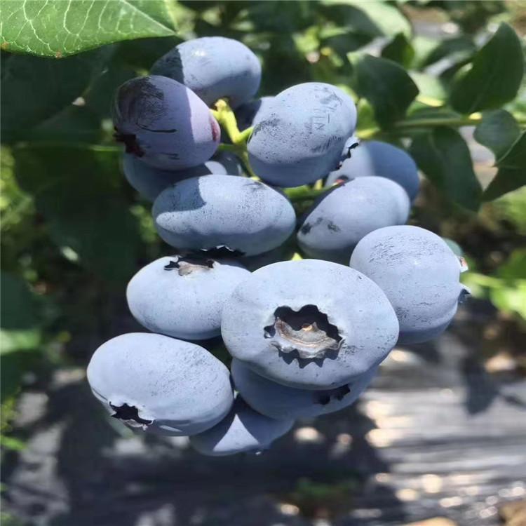 泰安珠寶藍莓苗批發(fā)價格珠寶藍莓大棚管理技術(shù)