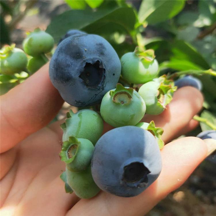 大果型珠寶藍莓苗大型培育基地珠寶藍莓苗根系發(fā)達