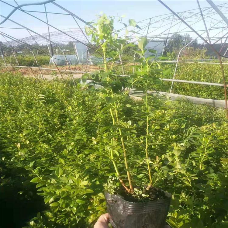 南高叢珠寶藍莓苗育苗基地珠寶藍莓苗順豐包郵