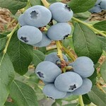 辽宁珠宝蓝莓苗育苗公司珠宝蓝莓苗适应土壤