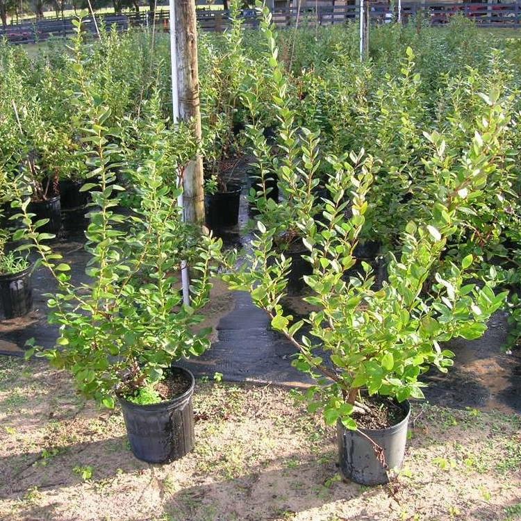 脫毒珠寶藍(lán)莓苗種植前景珠寶藍(lán)莓苗需冷量