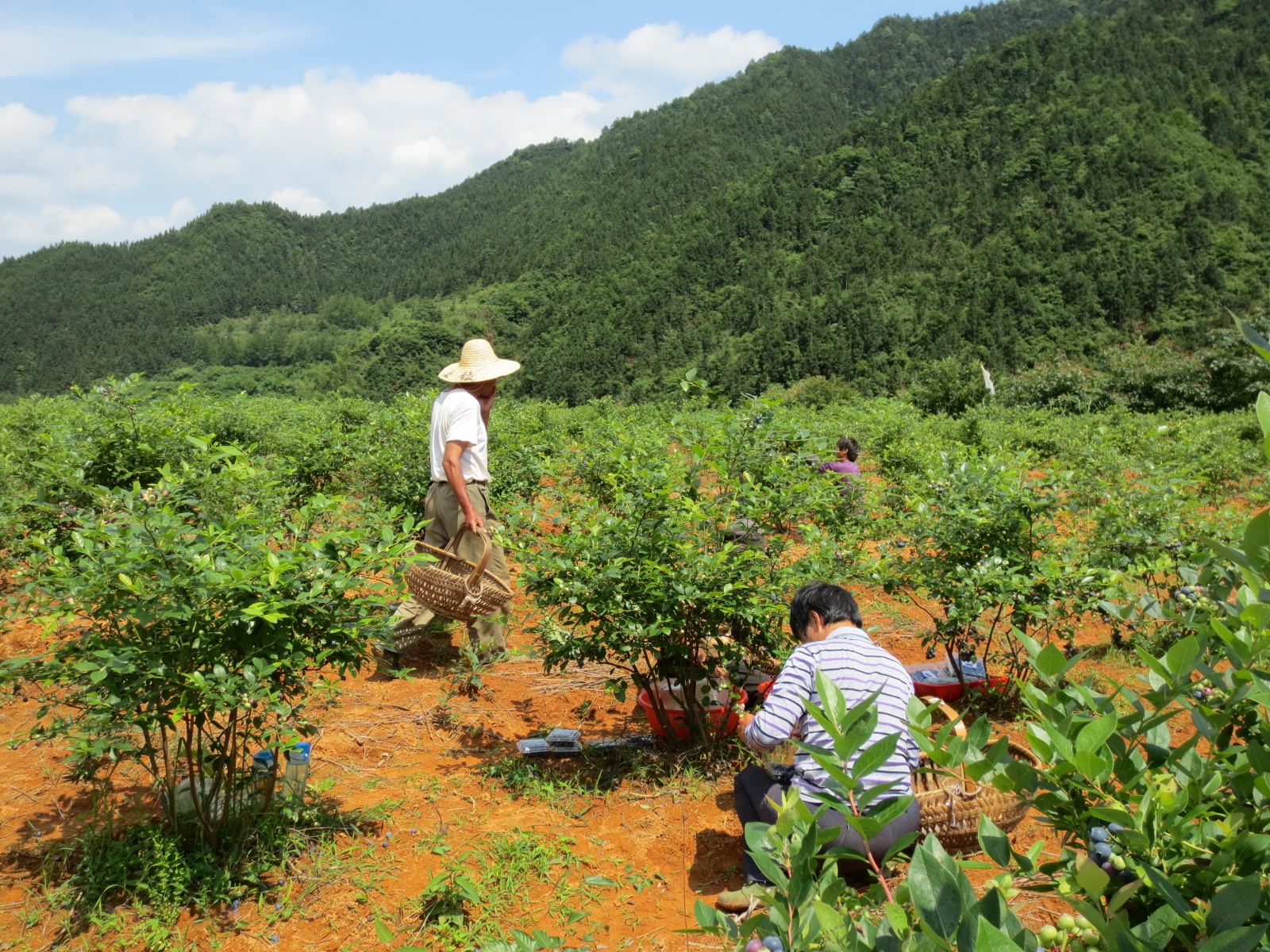 泰安珠寶藍莓苗批發(fā)價格珠寶藍莓大棚管理技術(shù)