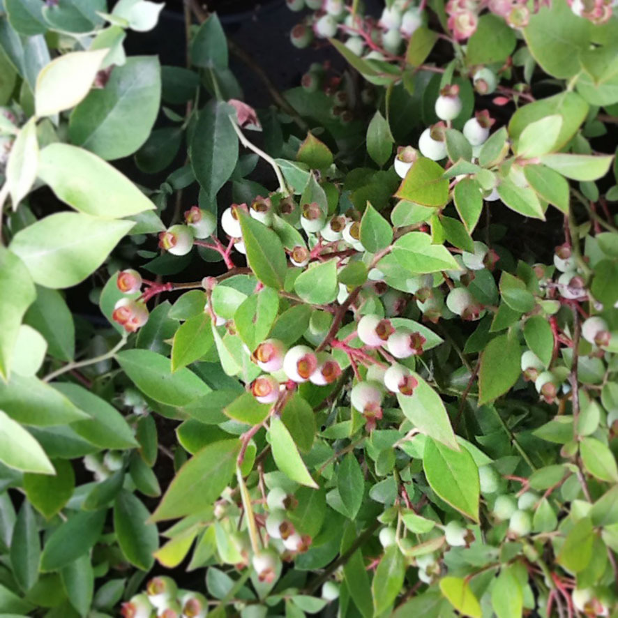 大果型珠寶藍(lán)莓苗品種介紹珠寶藍(lán)莓苗種植要求