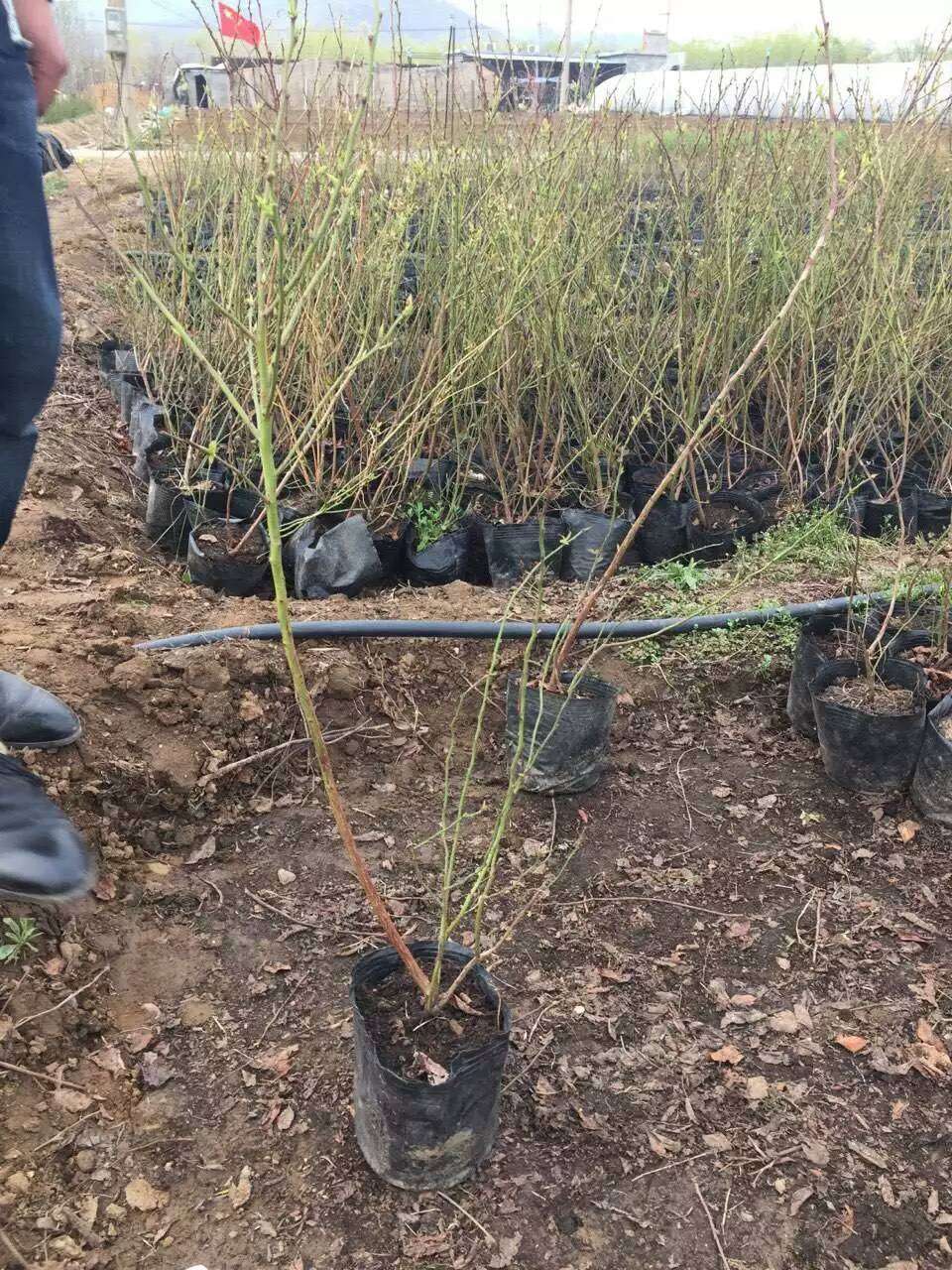 泰安珠寶藍莓苗批發(fā)價格珠寶藍莓大棚管理技術(shù)