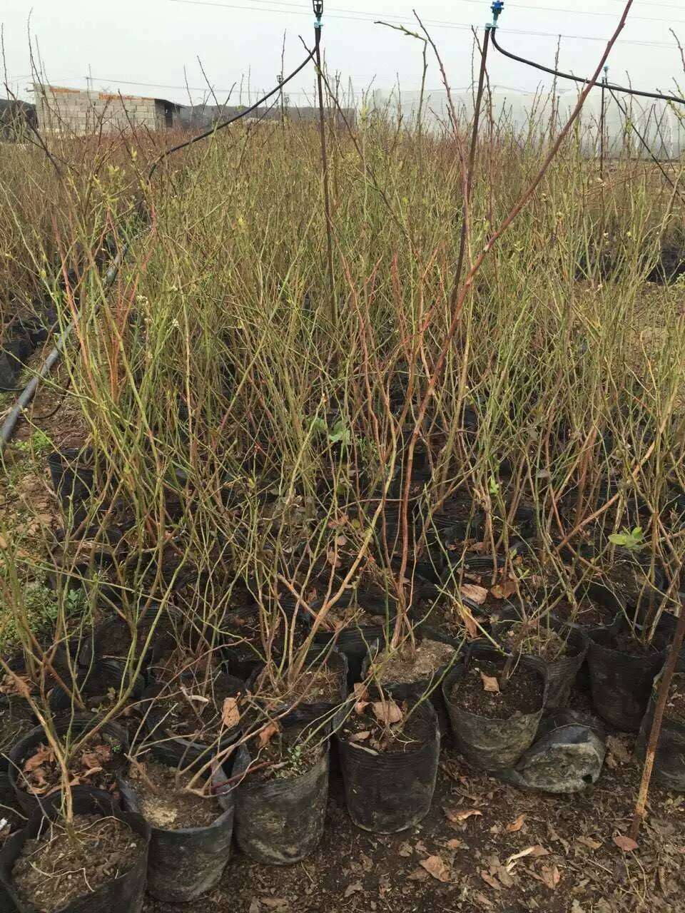 南高叢珠寶藍莓苗育苗基地珠寶藍莓苗順豐包郵