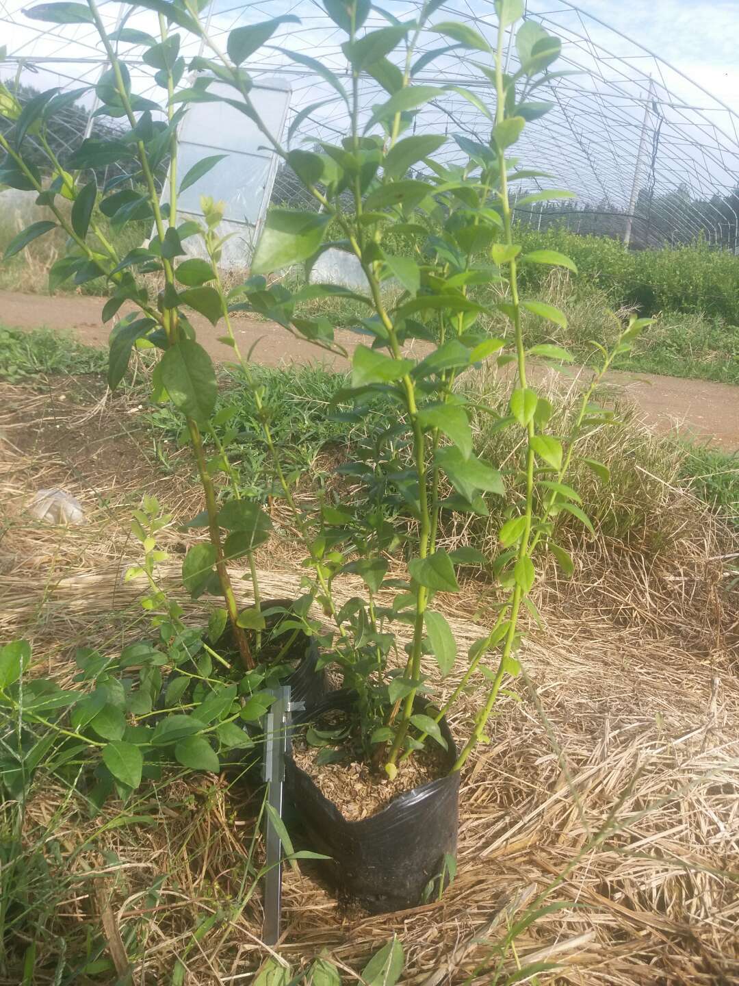 極早熟珠寶藍莓苗根系發(fā)達珠寶藍莓苗露天管理技術