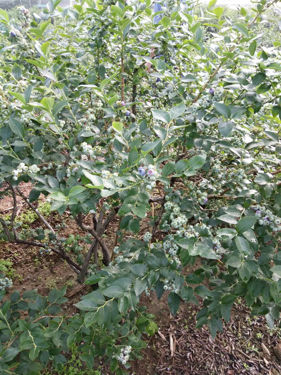 山東珠寶藍(lán)莓苗批發(fā)基地珠寶藍(lán)莓大棚管理技術(shù)
