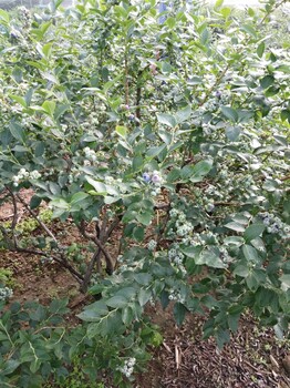 珠寶藍莓樹苗現挖現賣珠寶藍莓樹苗適應地區