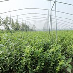 營養缽珠寶藍莓苗育苗基地珠寶藍莓樹苗品種正宗