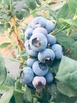 大果型珠寶藍莓苗管理技術珠寶藍莓苗順豐包郵