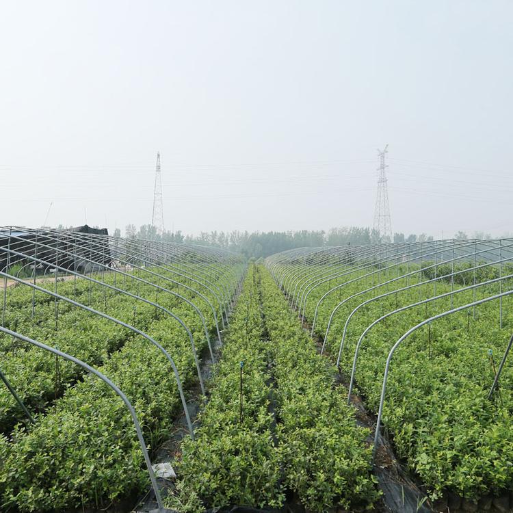 大果型珠寶藍莓苗圖片大全珠寶藍莓苗苗木粗壯