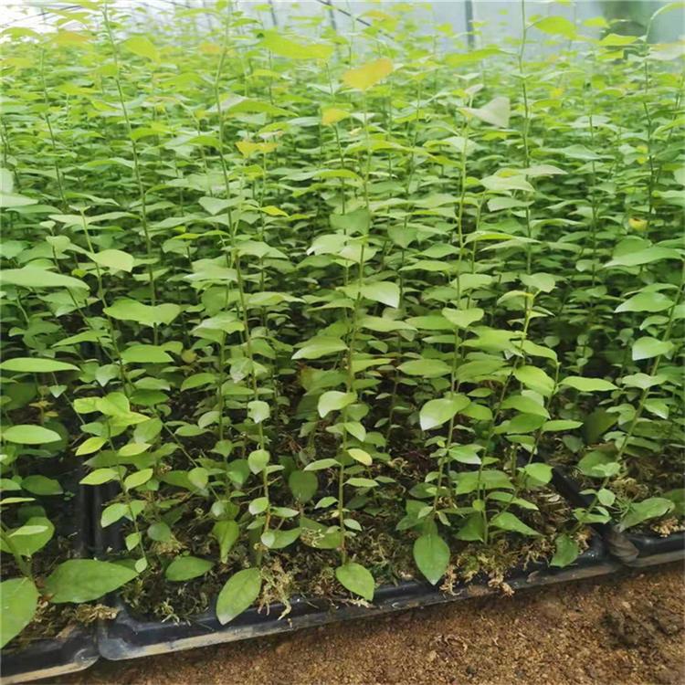 大果珠寶藍(lán)莓苗培育基地珠寶藍(lán)莓苗種植要求