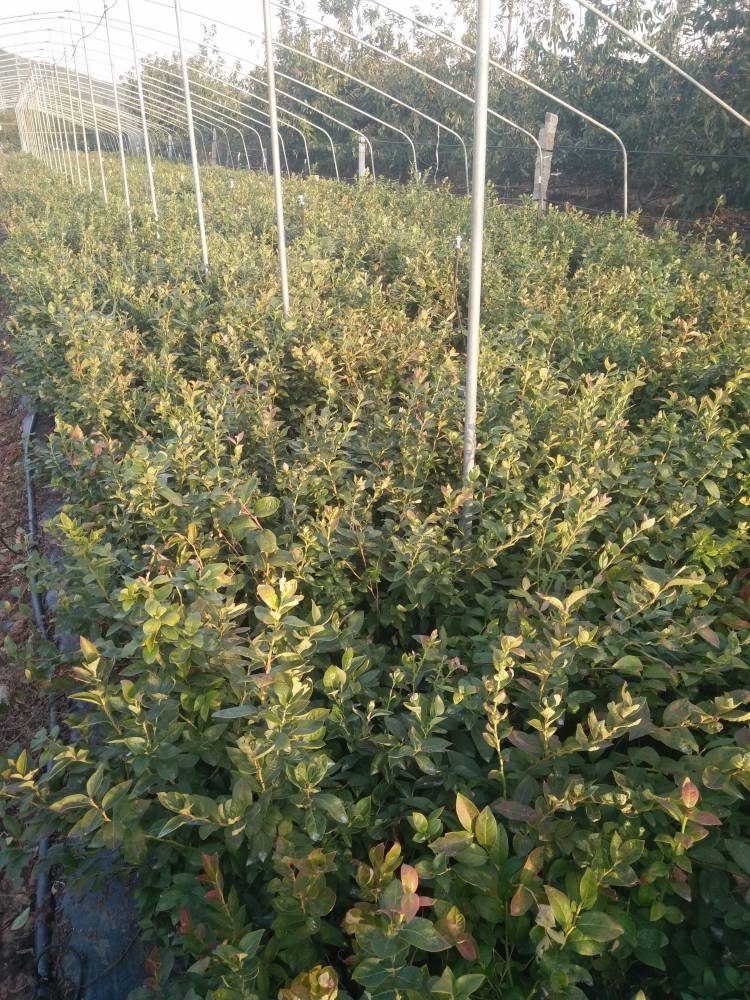 南高叢珠寶藍(lán)莓苗大型育苗基地珠寶藍(lán)莓苗種植要求