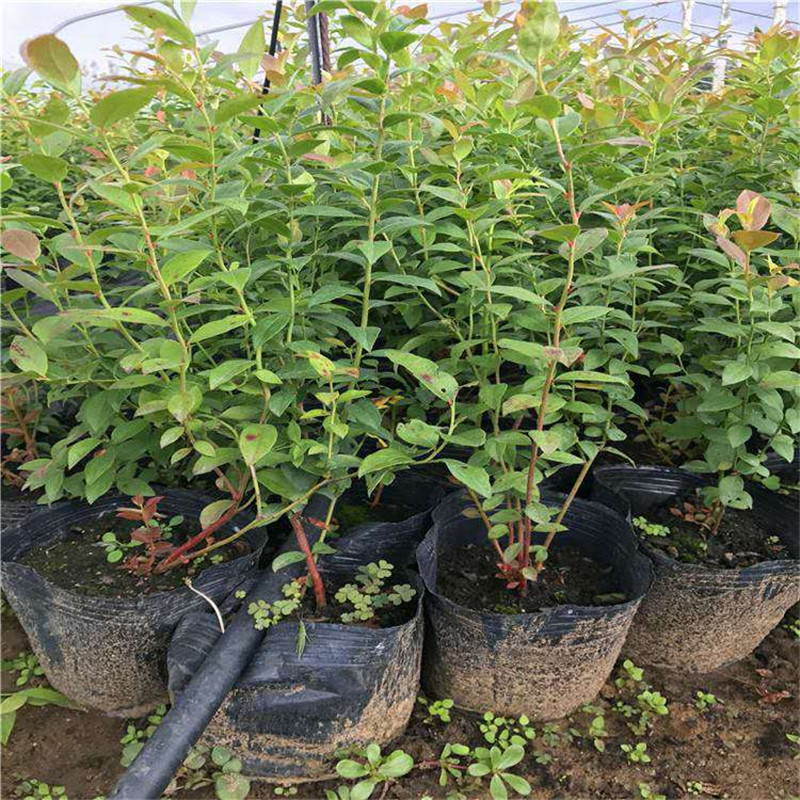 脫毒珠寶藍(lán)莓苗種植前景珠寶藍(lán)莓苗需冷量