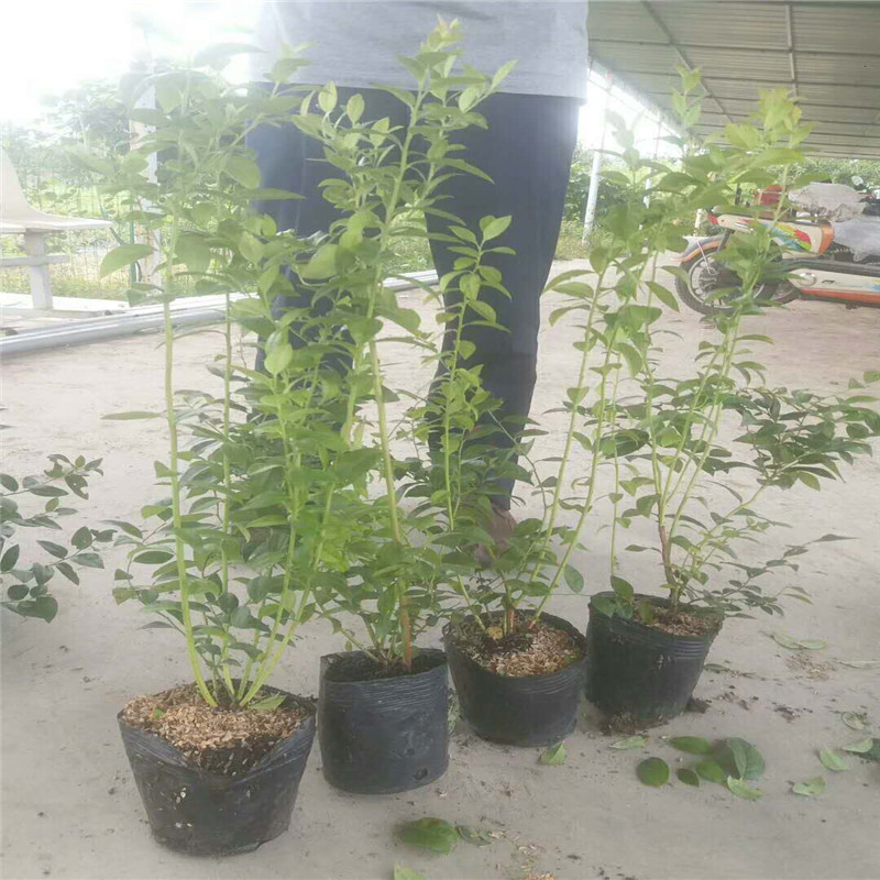 極早熟珠寶藍莓苗管理技術(shù)珠寶藍莓苗需冷量